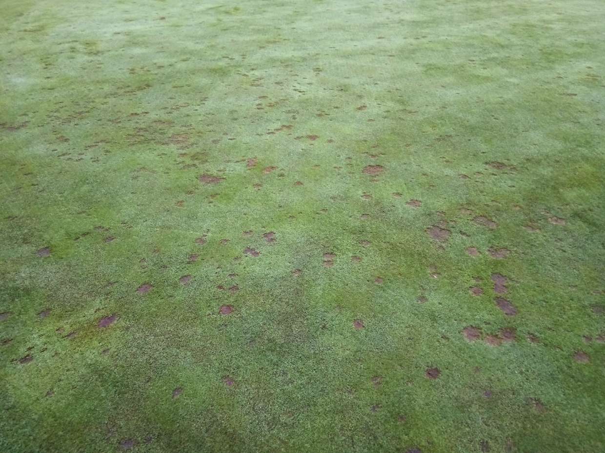 Diseased golf course putting green with brown patches and turf damage, requiring turfgrass management.