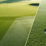 Golf-green-fertilizer-needs-from-fescue-to-poa