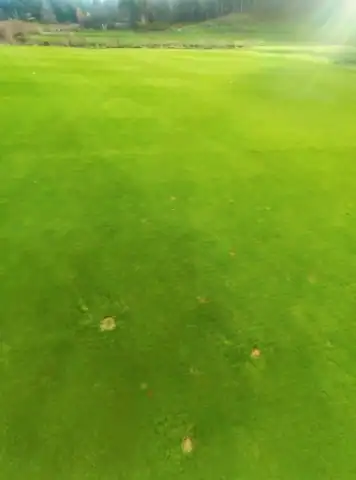 Beginner greenkeeper mistake - they do not pay attention to the first symptoms of diseases
