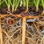 eating root nematodes