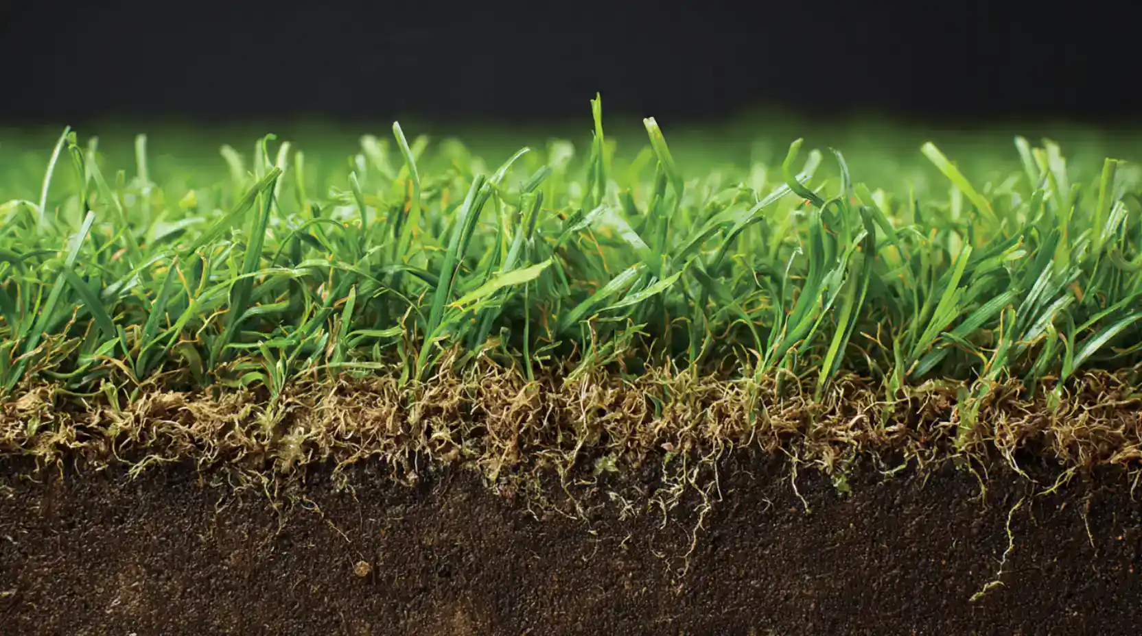 How sugars in turfgrass involve on stress tollerance